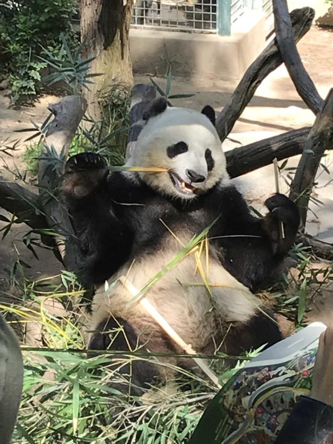 San Diego Zoo Pandas Head Back To China