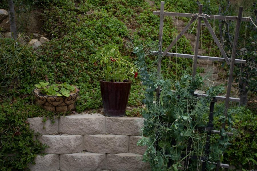 How to Start Your own Home Garden