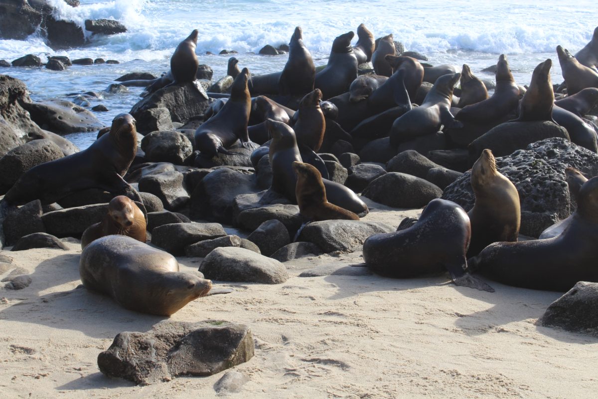 La+Jolla+Cove%E2%80%99s+seals+bask+in+the+sunlight+as+spring+nears.+The+cove+has+been+a+home+to+seals+for+many+generations%2C+and+continues+to+be+a+prime+tourist+destination+in+San+Diego.+The+isolated+beach+is+the+perfect+place+for+seals+to+remain+tucked+away+from+the+crowds+that+are+common+in+the+area.+Seal+pups+are+born+on+the+sand+most+often+in+March%2C+according+to+California+State+Parks%2C+and+the+best+time+to+view+newborn+seals+is+in+the+springtime.+Seals+congregate+in+La+Jolla+Cove+in+the+largest+groups+in+between+the+spring+and+summer+times+%28parks.ca.gov%29.